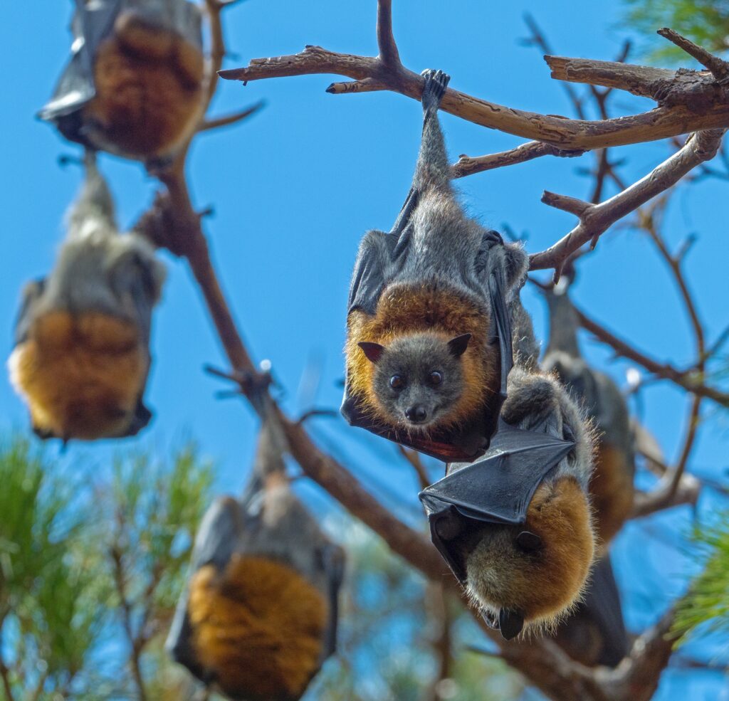 Nipah virus